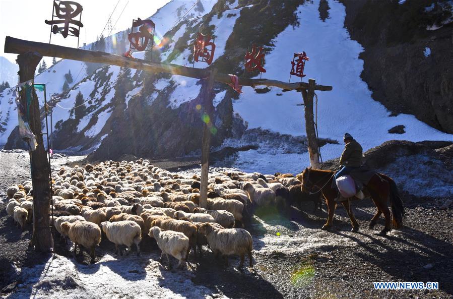 Xinjiang herdsmen transfer their herds to spring pastures