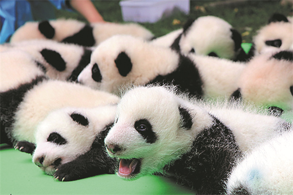 Preserving panda shifts to quality over quantity