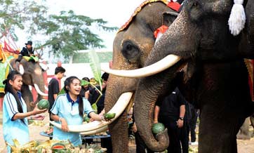 National Elephant Day marked in Ayutthaya, Thailand