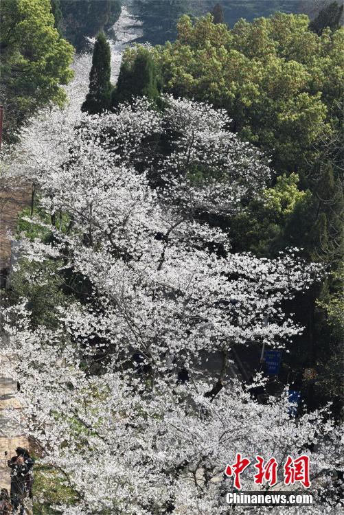Wuhan University cherry blossoms attracts sea of visitors