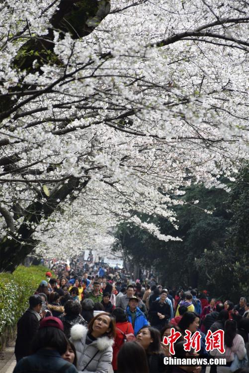 Wuhan University cherry blossoms attracts sea of visitors