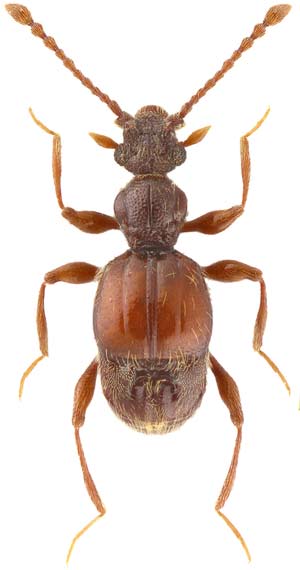 Possible new beetle species identified in Shanghai