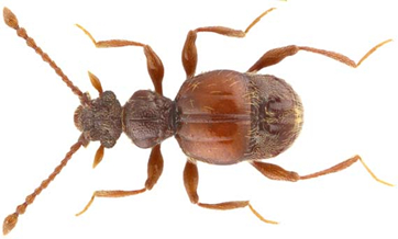 Possible new beetle species identified in Shanghai