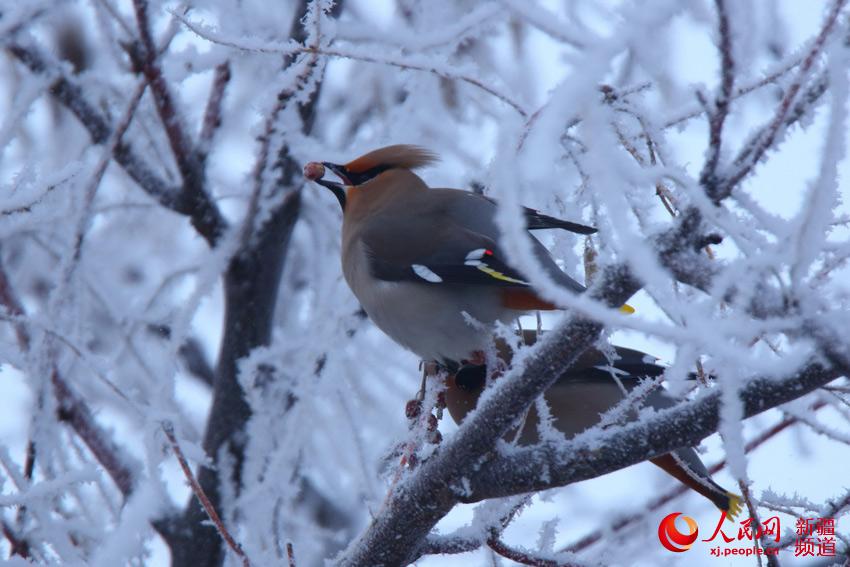 Colorful birds rest in snowy Xinjiang