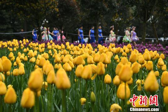 Millions of tulips bloom in Chongqing