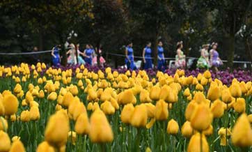 Millions of tulips bloom in Chongqing