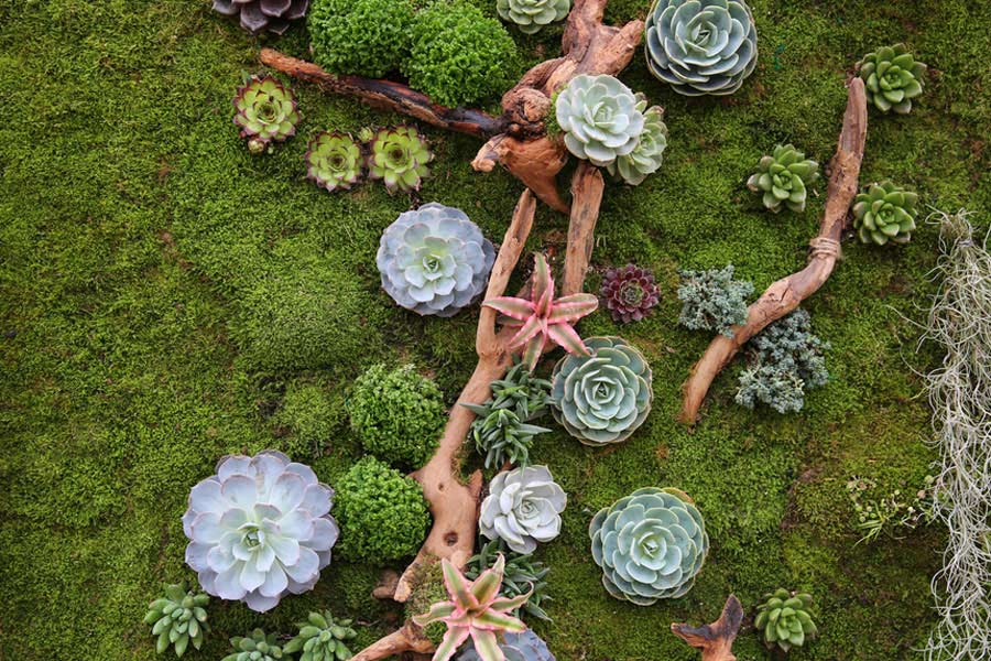 Florist turns live succulents into wall art