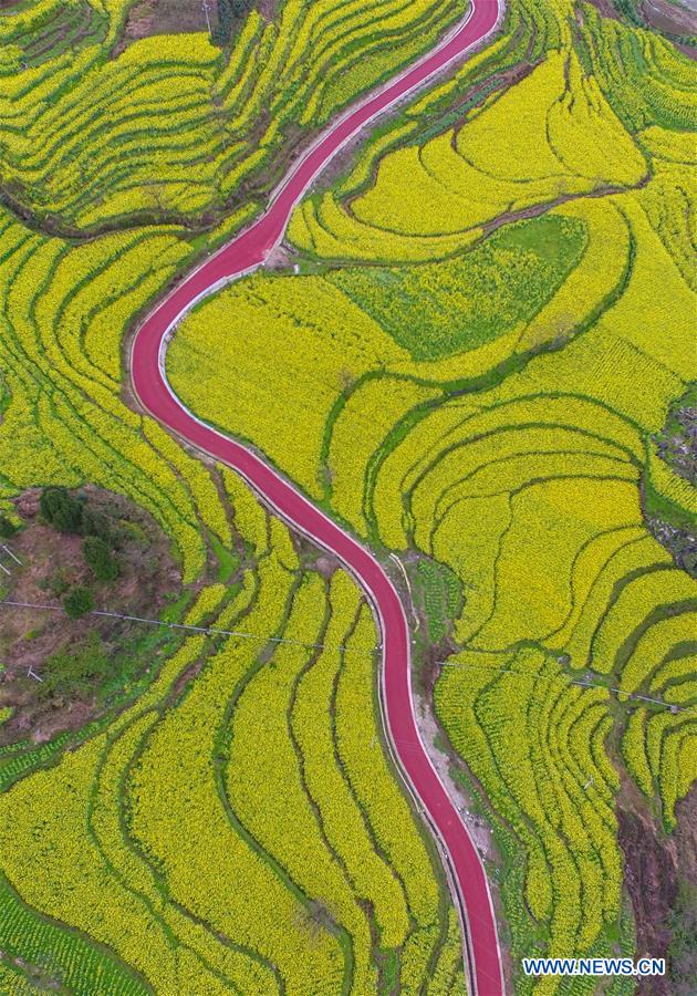 Terraced fields of cole flowers in SW China