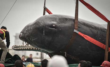 Stranded sperm whale near death in S. China
