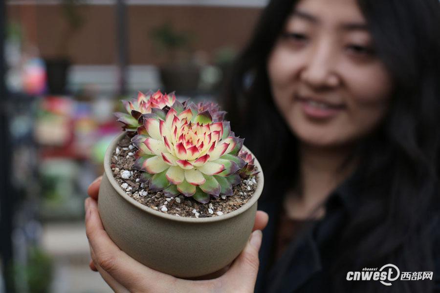 Shaanxi girl creates special succulent artwork
