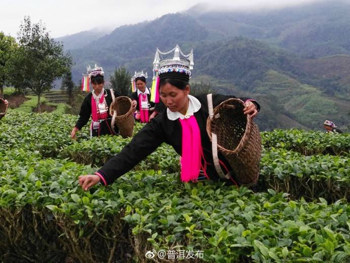 Yao girls busy picking tea