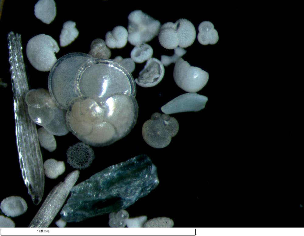 Foraminifera samples tell long history of South China Sea