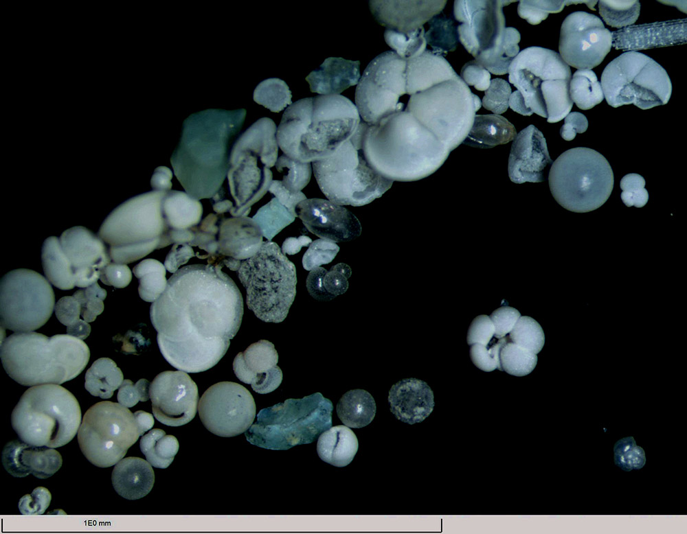 Foraminifera samples tell long history of South China Sea