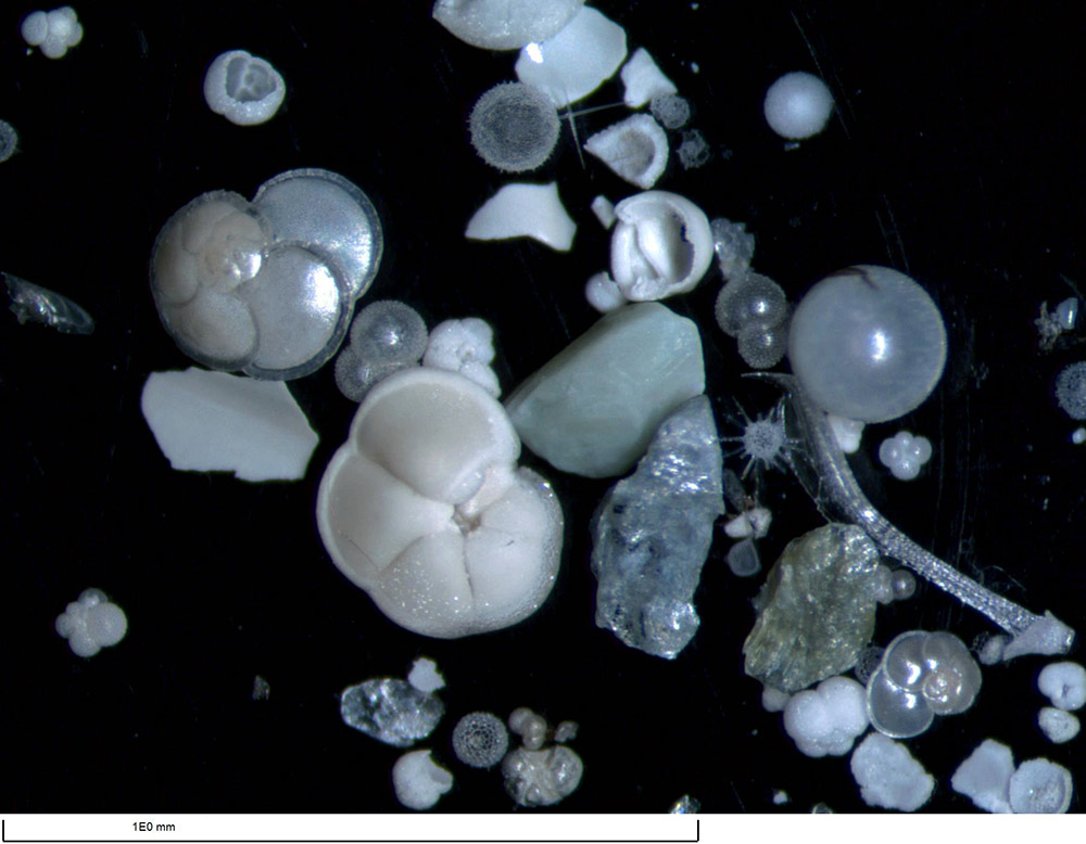 Foraminifera samples tell long history of South China Sea
