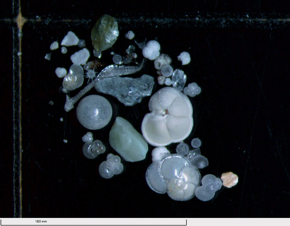 Foraminifera samples tell long history of South China Sea