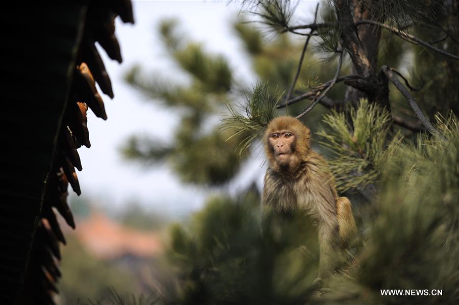 Macaques seen in Shuangta Mountain, north China