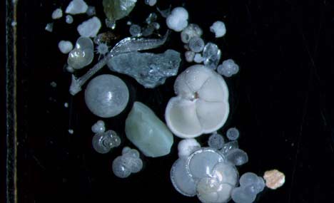 Foraminifera samples tell history of South China Sea
