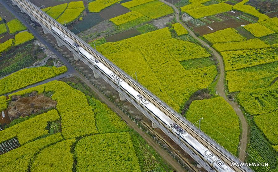 High-speed train runs along cole flowers in SW China
