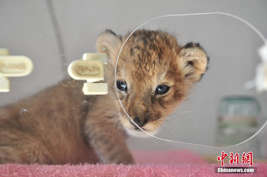 Newborn baby lion in Yunan wildlife park