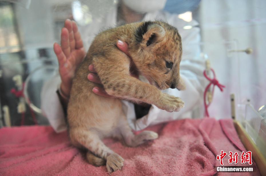 Newborn baby lion in Yunan wildlife park