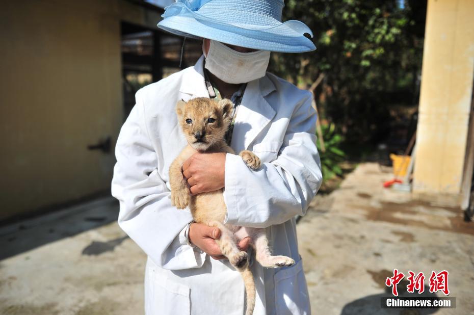 Newborn baby lion in Yunan wildlife park