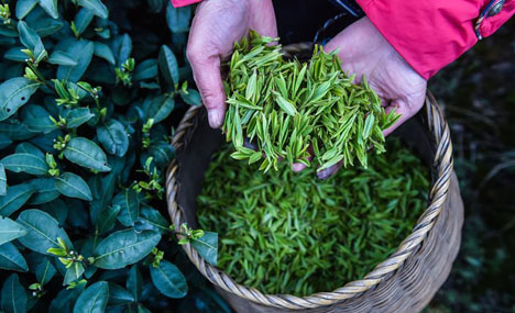 West Lake Longjing tea leaves harvested