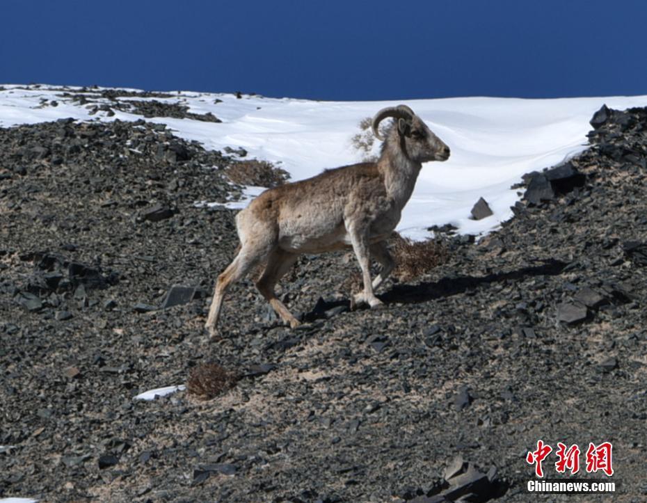 Endangered argali sheep spotted in Gansu