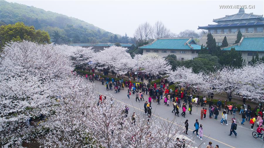 People view cherry blossoms at Wuhan University