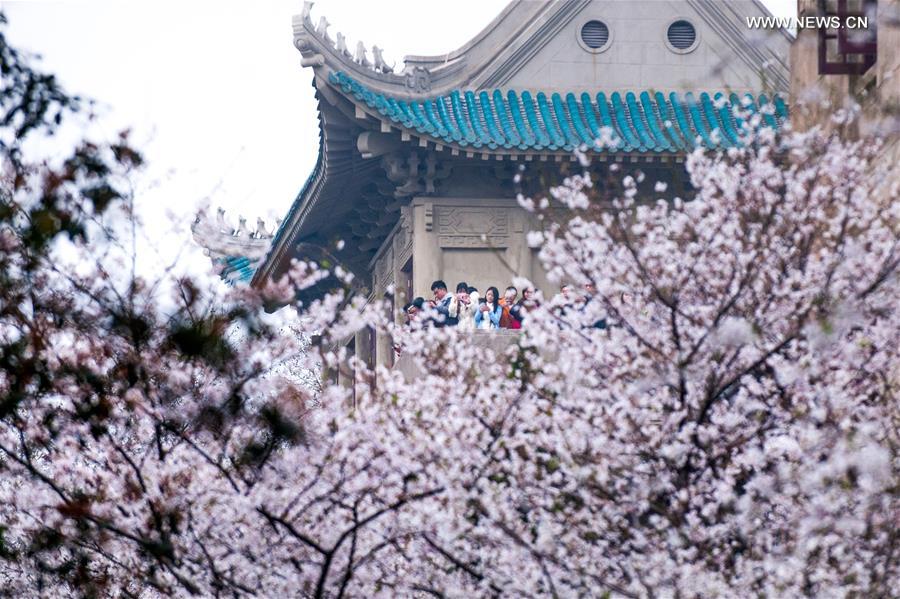 People view cherry blossoms at Wuhan University