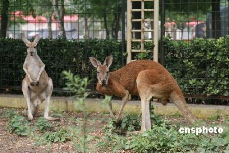 China makes largest import of kangaroos