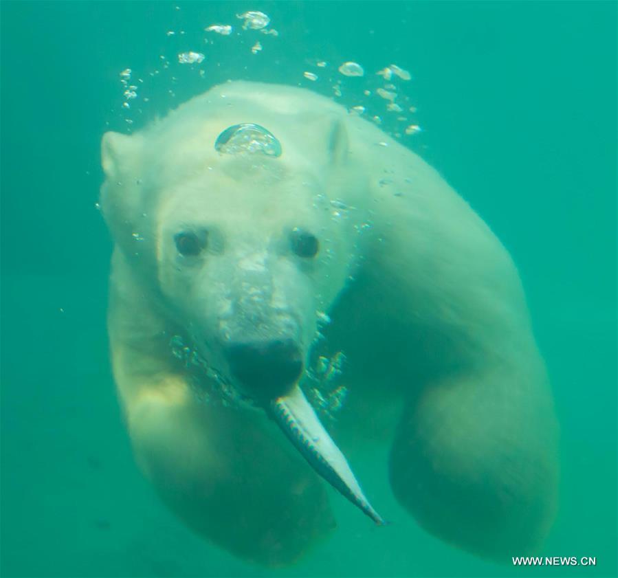 2 newly arrived polar bears seen at Budapest Zoo in Hungary