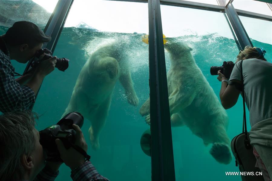 2 newly arrived polar bears seen at Budapest Zoo in Hungary