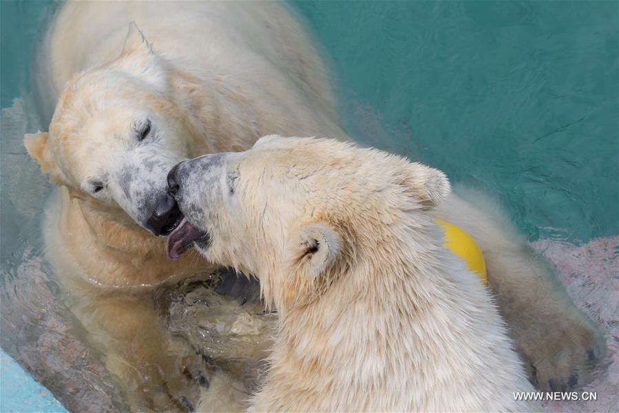 2 newly arrived polar bears seen at Budapest Zoo in Hungary