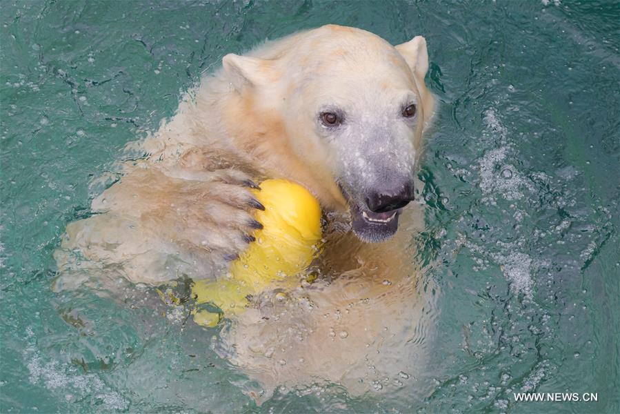 2 newly arrived polar bears seen at Budapest Zoo in Hungary