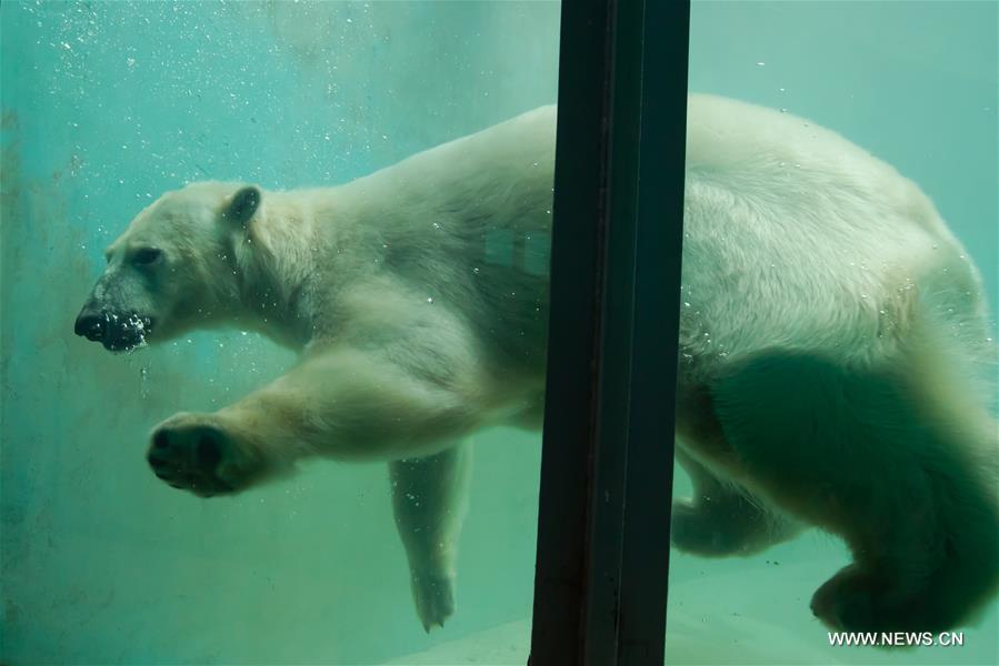 2 newly arrived polar bears seen at Budapest Zoo in Hungary