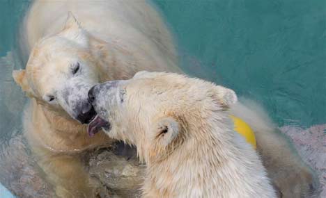 2 newly arrived polar bears seen at Budapest Zoo