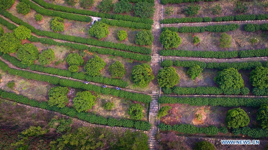 Harvest season for Biluochun tea variety comes to Suzhou