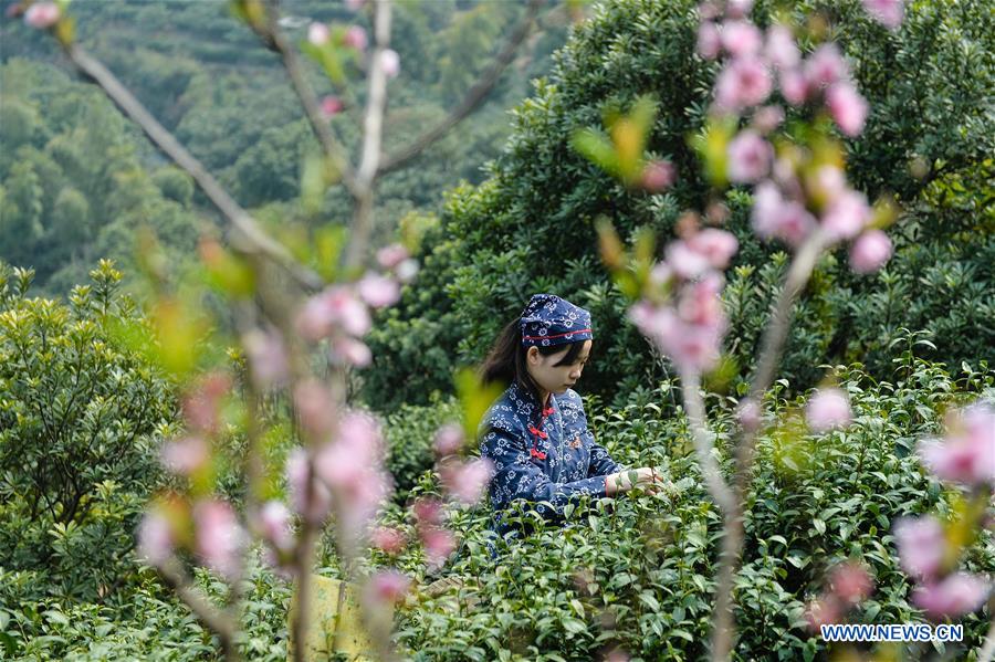 Harvest season for Biluochun tea variety comes to Suzhou