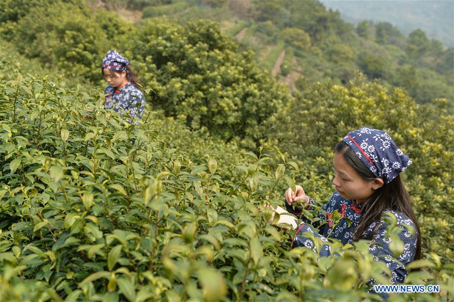 Harvest season for Biluochun tea variety comes to Suzhou