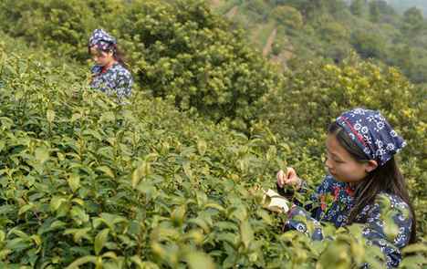 Harvest season for Biluochun tea variety in Suzhou