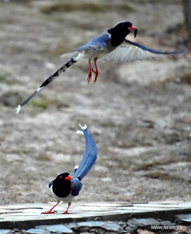 Wild birds attract visitors in Fujian, southeast China