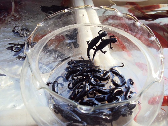 Parcels containing live salamanders intercepted at Shanghai port