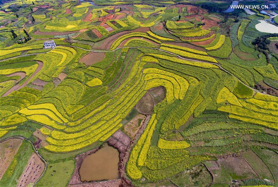 In pics: aerial photos of cole flowers in SW China's Guizhou