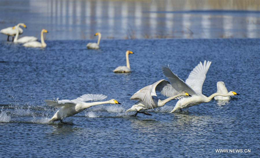 Wild white swans return to suburban Miyun District of Beijing