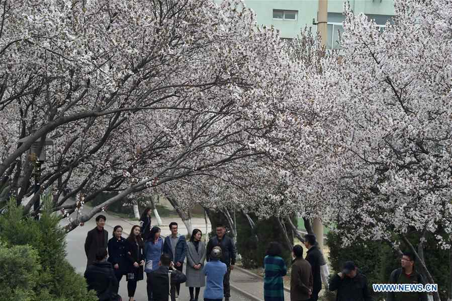Purple leaf plum trees in full blossom in E China's Jinan