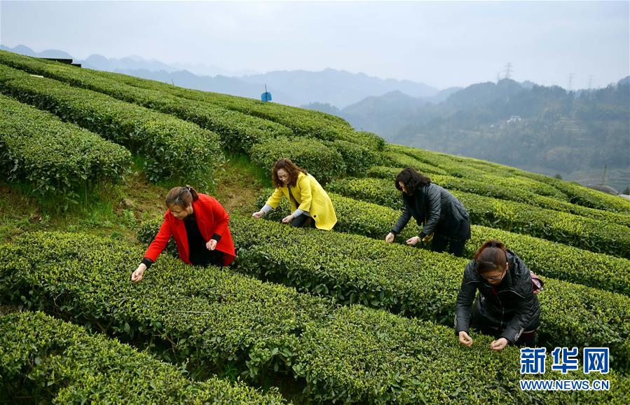 Tea brings wealth to growers in central China