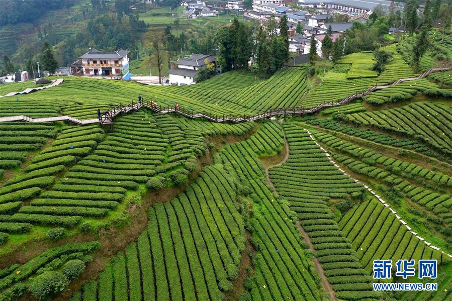Tea brings wealth to growers in central China