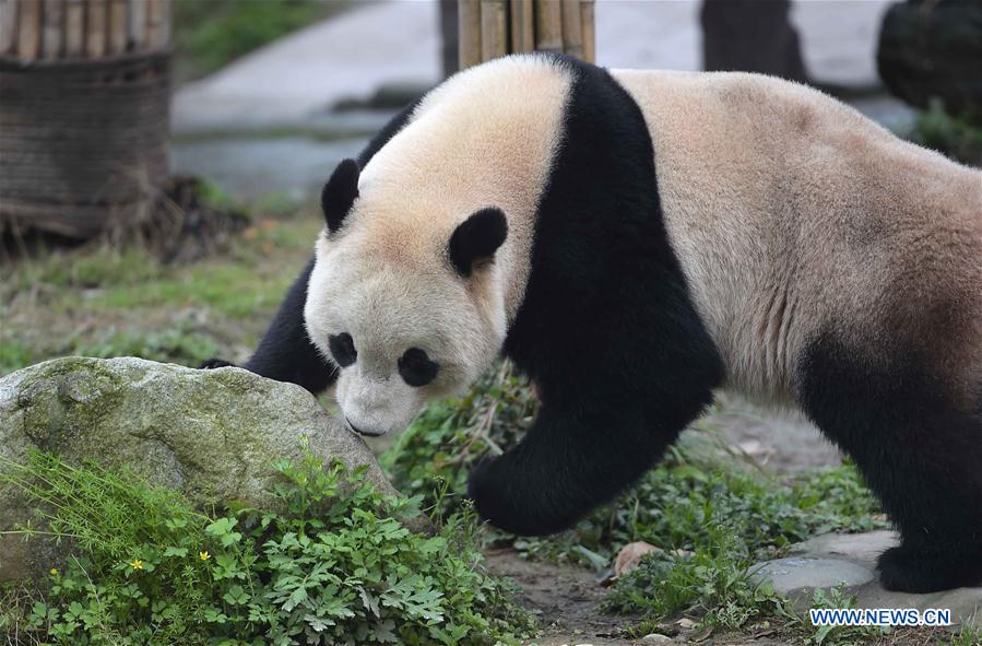 Giant panda Bao Bao ends one-month quarantine in Sichuan