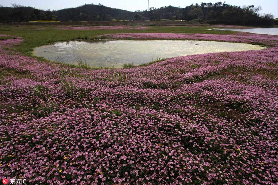 Magnificent sea of flowers on banks of Poyang Lake