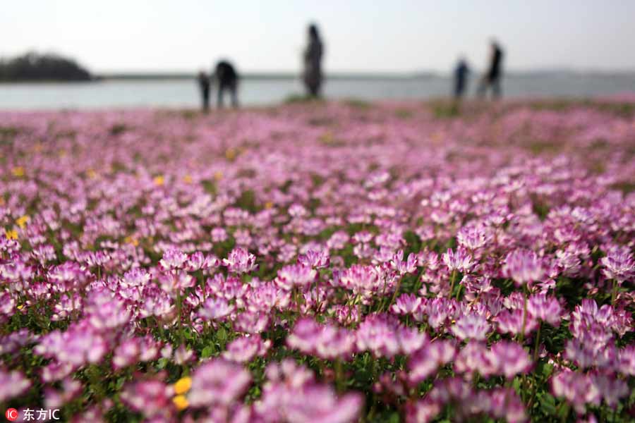 Magnificent sea of flowers on banks of Poyang Lake